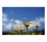 Objectif à Focale fixe Sony FE 50mm f/2.8 Macro