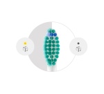 Brossette dentaire Philips Sonicare HX6012/87 ProResults Lot de 2 Blanc