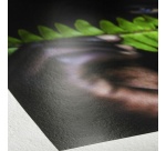 Papier d'impression Hahnemühle Ramette Digital FineArt Photo Rag Pearl A4 320 g 25 feuilles Blanc naturel