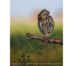 Appareil photo hybride Sony Alpha 6700 - Boîtier nu