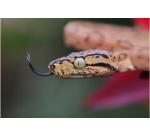 Objectif à Focale fixe Canon RF 100mm f/2,8 L Macro IS USM