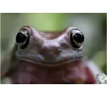 Objectif à Focale fixe Canon RF 100mm f/2,8 L Macro IS USM