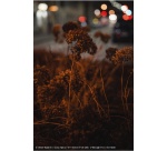 Objectif à Focale fixe Sony FE 50mm F/1.4 GM