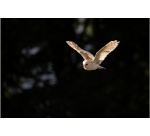 Objectif zoom Canon RF 200-800mm f/6.3-9 IS USM