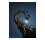 Objectif zoom Sony FE 20-70mm F/4 G