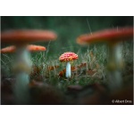 Objectif zoom Sony FE 28-70 mm F2 GM plein format lumineux (SEL2870GM)