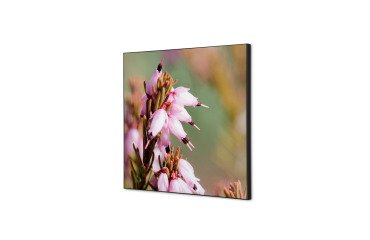 decoración textil de Pared SET 40 x 40 Flor Rosa Erica
