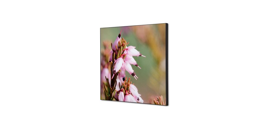 Décoration Murale en tissu SET 40 x 40 Fleur de Bruyere Rose