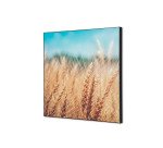 Décoration Murale en Tissu SET 40 x 40 Champ de Céréales