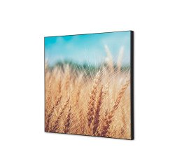 Décoration Murale en Tissu SET 40 x 40 Champ de Céréales