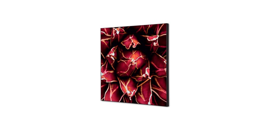 Décoration Murale en tissu SET 40 x 40 Cactus Rouge