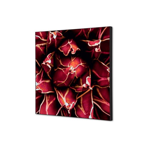 decoración textil de Pared SET 40 x 40 Cactus Rojo