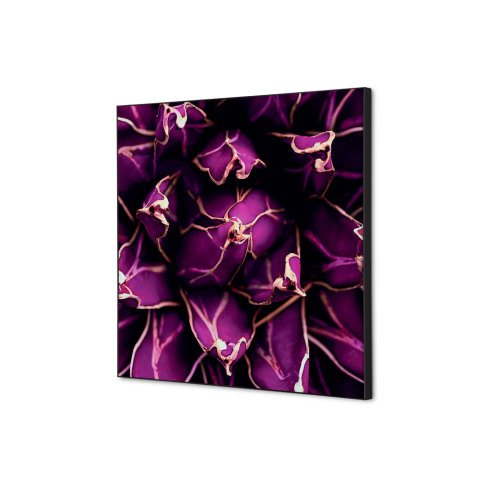 decoración textil de Pared SET 40 x 40 Cactus Morado