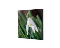 Wanddecoratie Textiel SET 40 x 40 Witte Bloem Sneeuwklokje