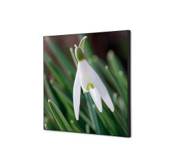 Wanddecoratie Textiel SET 40 x 40 Witte Bloem Sneeuwklokje