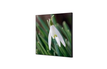decoración textil de Pared SET 40 x 40 Flor Campanilla Invierno Blanca