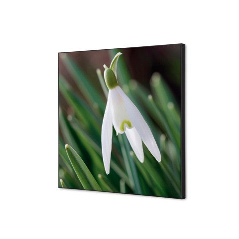 decoración textil de Pared SET 40 x 40 Flor Campanilla Invierno Blanca
