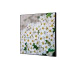 Décoration Murale en Tissu SET 40 x 40 Perce-neige A Fleurs Blanches