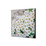 Decoración Textil de Pared SET 40 x 40 Flor Blanca Spirea