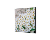 Wanddecoratie Textiel SET 40 x 40 Witte Bloem Spirea