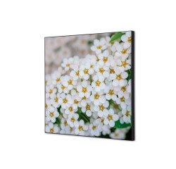 Décoration Murale en Tissu SET 40 x 40 Perce-neige A Fleurs Blanches