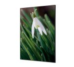 Décoration Murale en Tissu SET A1 Fleur Blanche Spirée