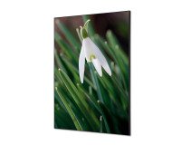 Décoration Murale en Tissu SET A1 Fleur Blanche Spirée
