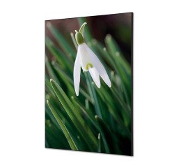 Textile Wall Decoration SET A1 White Flower Snowdrop I24