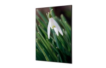 Décoration Murale en tissu SET A1 Fleur Blanche Spirée