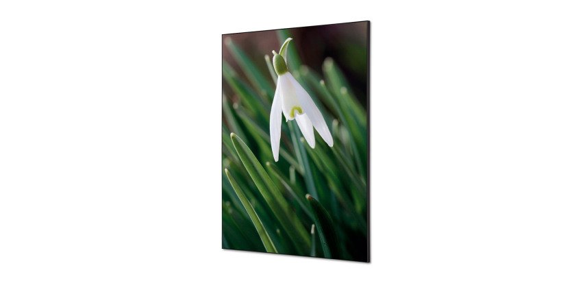 Décoration Murale en tissu SET A1 Fleur Blanche Spirée