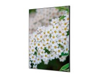 Décoration Murale en Tissu SET A1 Perce-neige A Fleurs Blanches