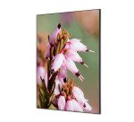 Décoration Murale en Tissu SET A1 Fleur De Bruyere Rose