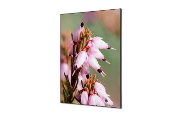 Décoration Murale en tissu SET A1 Fleur de Bruyere Rose