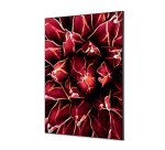 decoración textil de Pared SET A1 Cactus Rojo