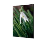 Wanddecoratie Textiel SET A2 Witte Bloem Sneeuwklokje