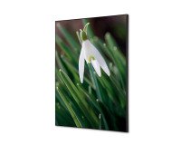 Decoración Textil de Pared SET A2 Flor Campanilla Invierno Blanca