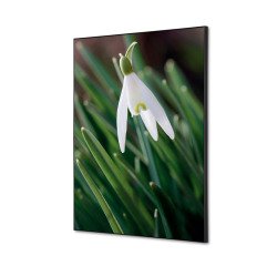 Wanddecoratie Textiel SET A2 Witte Bloem Sneeuwklokje