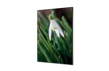 decoración textil de Pared SET A2 Flor Campanilla Invierno Blanca