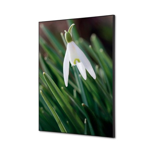 decoración textil de Pared SET A2 Flor Campanilla Invierno Blanca