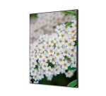 decoración textil de Pared SET A2 Flor Blanca Spirea