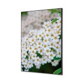 Décoration Murale en Tissu SET A2 Perce-neige A Fleurs Blanches