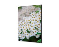 Spannstoff Wanddekoration SET A2 Weiße Blume Spirea