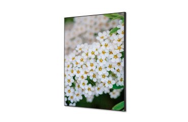 decoración textil de Pared SET A2 Flor Blanca Spirea