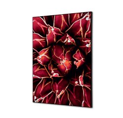 Spannstoff Wanddekoration SET A2 Kaktus Rot