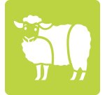 Set de 6 pochoirs enfants, Animaux de la ferme - Orange