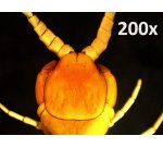 Celestron HandHeld PRO 200x Microscopio digitale