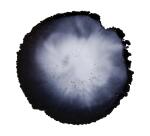 Cernit encre à l'alcool 20 ml Noir - Noir