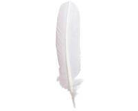 Plumes d'oie taillées 28cm