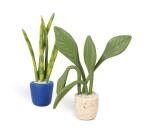 Kit starter, mini plantes