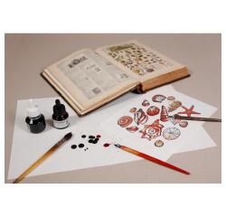 Buvard paquet 25F 50x65cm 250g